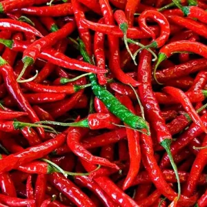 فلفل قرمز-آسا تره بار