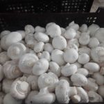 قارچ-آسا تره بار