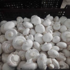 قارچ-آسا تره بار