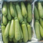 کدو خورشتی-آسا تره بار