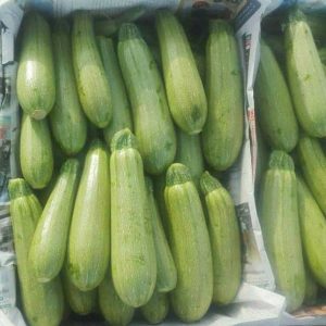 کدو خورشتی-آسا تره بار