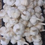 سیر خشک-آسا تره بار
