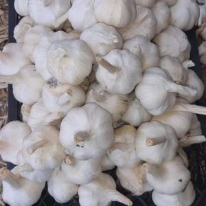 سیر خشک-آسا تره بار