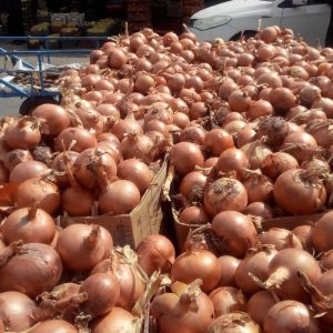پیاززرد درشت-آسا تره بار