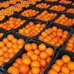 پرتقال جنوبی-آسا تره بار