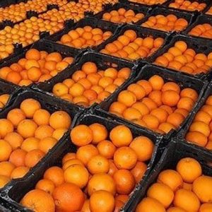 پرتقال جنوبی-آسا تره بار