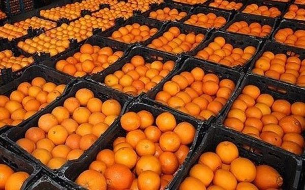 پرتقال جنوبی-آسا تره بار