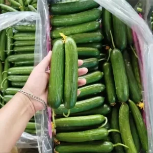 خیار اصلاحی-آسا تره بار