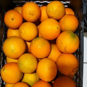 پرتقال تامسون-آسا تره بار