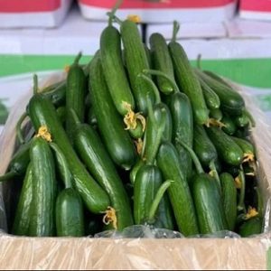 خیار گلخانه ای-آسا تره بار