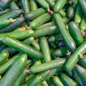 خیار بوته ای-آسا تره بار