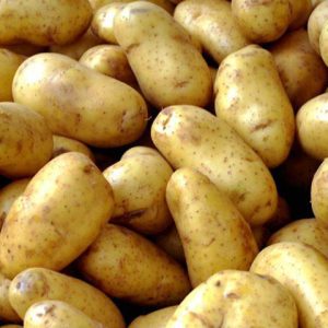 سیب زمینی-آسا تره بار
