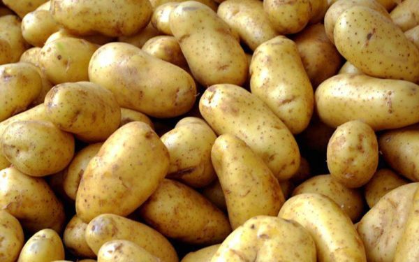 سیب زمینی-آسا تره بار