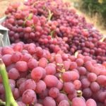 انگور قرمز-آسا تره بار