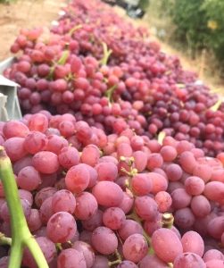 انگور قرمز-آسا تره بار