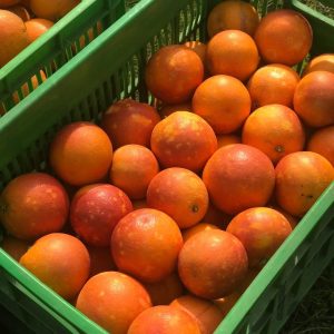 پرتقال خونی-آسا تره بار