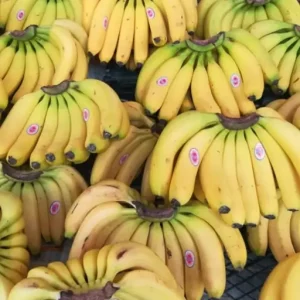 موز درجه دو-آسا تره بار