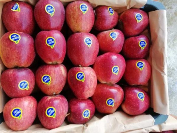 سیب قرمز-آسا تره بار