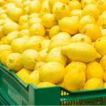 لیموترش ترش خارگیر-آسا تره بار