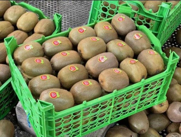 کیوی-آسا تره بار