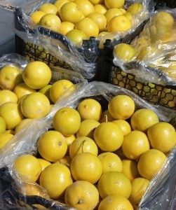 لیموشیرین-آسا تره بار